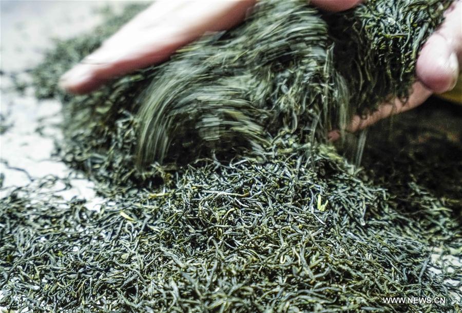 Yang Shengwei, successor of Enshi Yulu Tea or Jade Dew Tea, processes tea leaves in Enshi, central China\'s Hubei Province, May 18, 2018. The Jade Dew Tea, originating from the Tang Dynasty and popular during the Qing Dynasty, is one of the very few types of steamed green teas in China. The processing skill of the tea has been listed as a national level intangible cultural heritage in 2014. (Xinhua/Wen Lin)