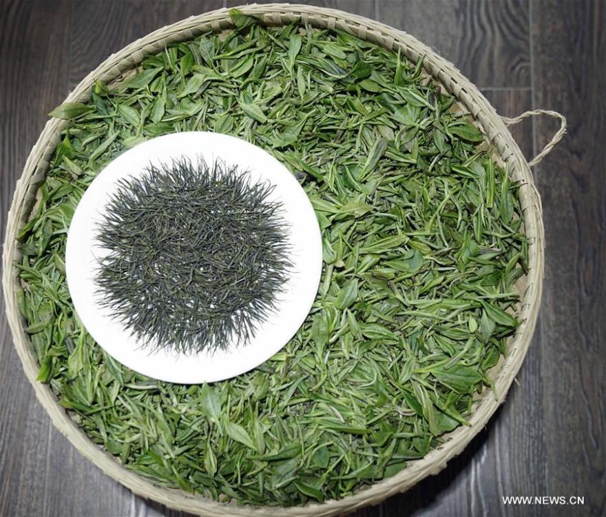 
Photo taken on May 18, 2018 shows Enshi Yulu Tea or Jade Dew Tea in Enshi, central China\'s Hubei Province. The Jade Dew Tea, originating from the Tang Dynasty and popular during the Qing Dynasty, is one of the very few types of steamed green teas in China. The processing skill of the tea has been listed as a national level intangible cultural heritage in 2014. (Xinhua/Wen Lin)