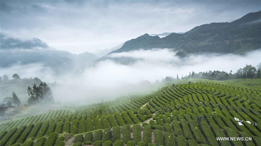 Photo taken on May 18, 2018 shows a base of Enshi Yulu Tea or Jade Dew Tea in Huazhishan Village of Enshi, central China\'s Hubei Province. The Jade Dew Tea, originating from the Tang Dynasty and popular during the Qing Dynasty, is one of the very few types of steamed green teas in China. The processing skill of the tea has been listed as a national level intangible cultural heritage in 2014. (Xinhua/Wen Lin)