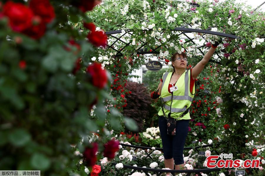 Flowers are prepared for the Chelsea in Bloom floral art show on May 22, 2018 in London, England. This year is the 13th Chelsea in Bloom and the theme is \'Summer of Love\'. The annual competition has grown dramatically each year with Chelsea’s best retailers, restaurants and hotels adorning themselves with creative designs to compete for the coveted awards. (Photo/Agencies)