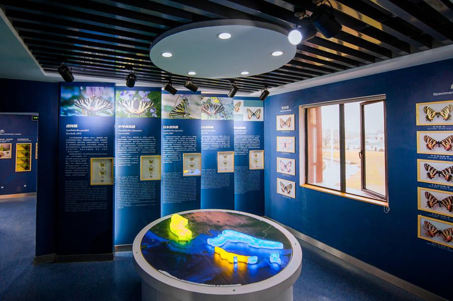 Displays for five major Luehdorfia species in the world. (Photo provided to chinadaily.com.cn)