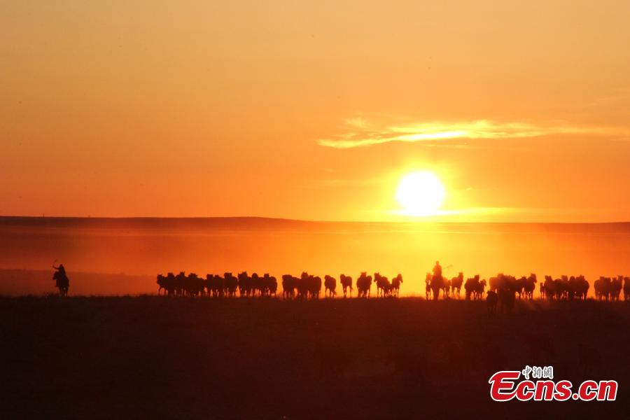 A man rides with a herd of horses at sunset at a grassland in Jeminay County, Northwest China’s Xinjiang Uyghur Autonomous Region. Locals mainly herd livestock for a living. As temperatures rise, herdsmen are starting to move their livestock to summer pastures. (Photo: China News Service/Meng Ruili)