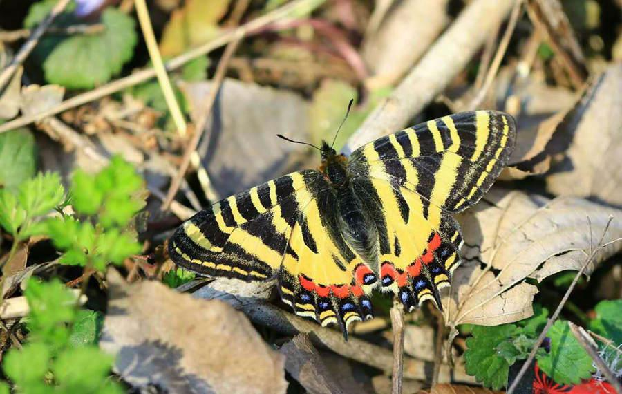 An image of a Chinese Luehdorfia. (Photo provided to chinadaily.com.cn)