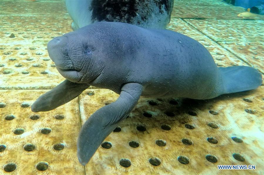 Photo taken on May 14, 2018 shows an African manatee at Chimelong Ocean Kingdom in Zhuhai, south China\'s Guangdong Province. The manatee cub was born at the ocean kingdom on May 8. (Xinhua/Zhuhai Chimelong Ocean Kingdom)