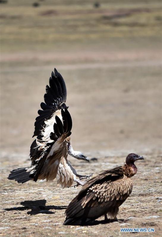 Photo taken on May 12, 2018 shows black vultures in Damxung County, southwest China\'s Tibet Autonomous Region. (Xinhua/Chogo)