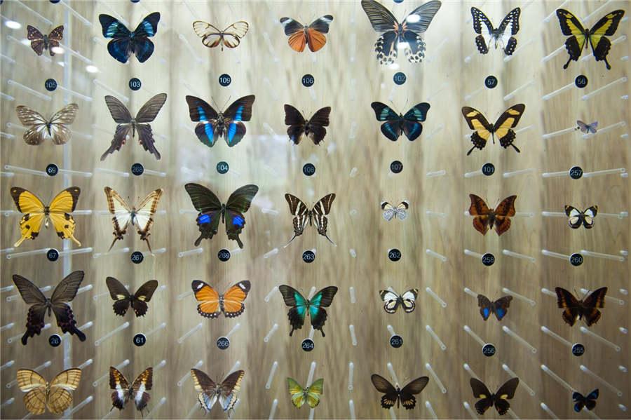 Specimens of different butterflies showcased at the museum. (Photo provided to chinadaily.com.cn)