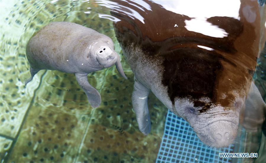 Photo taken on May 22, 2018 shows an African manatee cub and its mother at Chimelong Ocean Kingdom in Zhuhai, south China\'s Guangdong Province. The manatee cub was born at the ocean kingdom on May 8. (Xinhua/Huang Guobao)