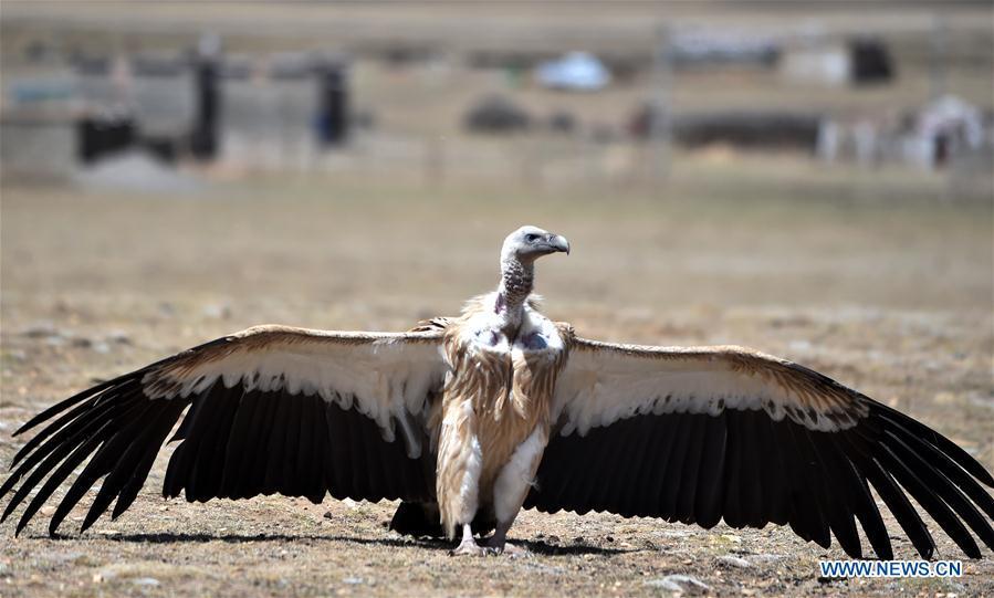 Photo taken on May 12, 2018 shows a black vulture in Damxung County, southwest China\'s Tibet Autonomous Region. (Xinhua/Chogo)