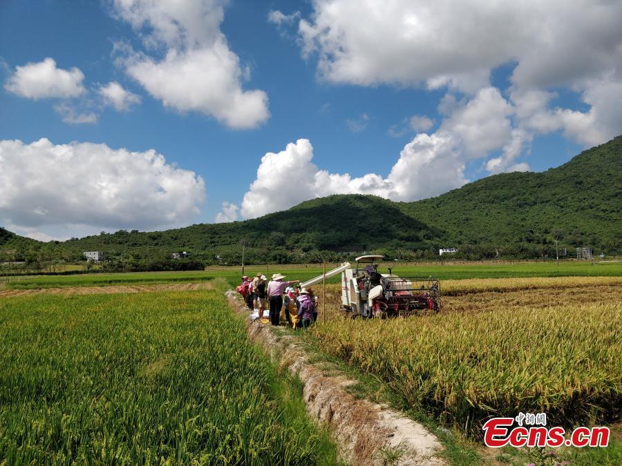 Photo taken on May 22, 2018 shows experts examining and verifying a new hybrid rice variety (Chaoyou 1000), developed by Yuan Longping’s team, which has set a new yield record of 1,065.3 kg per mu (about 0.07 hectares) of farmland in a test field in Sanya City, South China’s Hainan Province. The field was jointly managed by the National Hybrid Rice Research and Development Center and several companies. Yuan Longping, known as the \