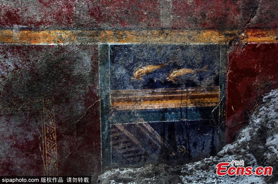 Wall paintings of dolphins found at the Pompeii ruins in Italy. (Photo/SipaPhoto)