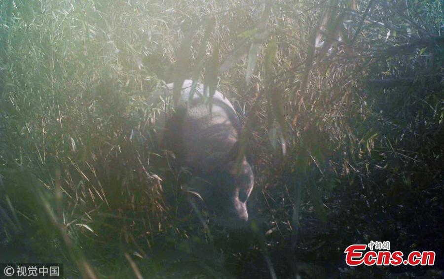 Photo taken with an infrared camera shows a wild giant panda in the Baishui River National Nature Reserve in Pengzhou City, Southwest China’s Sichuan Province. Ever since the first giant panda was found in the reserve in 2000, local authorities have increased efforts to protect biodiversity, fight against illegal hunting, and improve the local ecological system. (Photo/VCG)