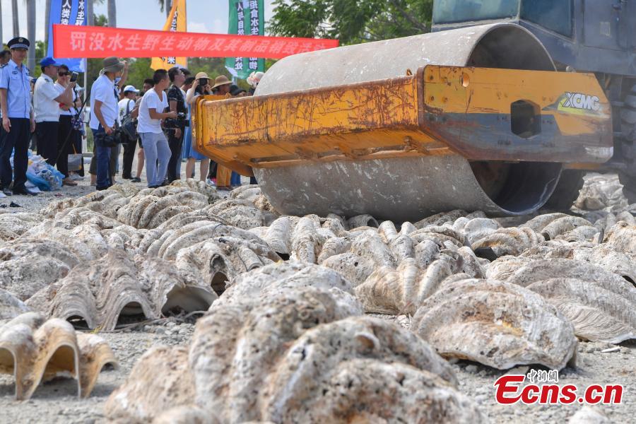 Aquatic wildlife and their products, seized in efforts to curb illegal trading in four provinces, are destroyed collectively in Sanya City, South China’s Hainan Province, May 23, 2018. Authorities destroyed more than 6,000 aquatic wildlife products that weighed about 40 tons and were valued at nearly 100 million yuan ($15 million). (Photo: China News Service/Luo Yunfei)