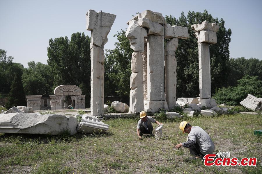 Photo taken on May 23, 2018 shows workers pulling up weeds as authorities of the Old Summer Palace (Yuanmingyuan) start a preservation project on the Yuanyingguan and Dashuifa ruins. The work will continue for 120 days to protect these two sites from collapse. Constructed throughout the 18th and early 19th centuries, the Old Summer Palace was a complex of royal palaces and gardens. The complex suffered extensive looting and destruction at the hands of French and British troops during the Second Opium War in 1860. (Photo: China News Service/Cui Nan)