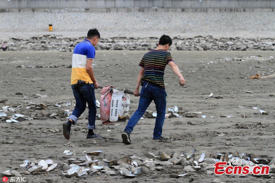 Clams are seen on a bank of the Songhua River in Harbin City, Northeast China’s Heilongjiang Province, May 24, 2018. Many residents dug for clams on the riverside as water fell to its lowest point in 11 years. (Photo/IC)