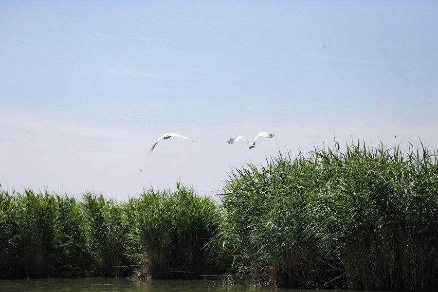 Shahu Lake in Ningxia Hui autonomous region, May 23, 2018. (Photo provided to chinadaily.com.cn)