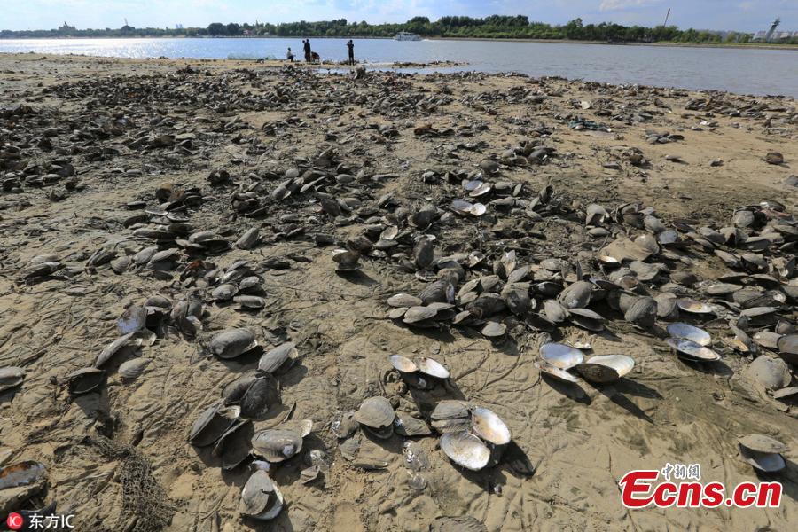 Clams are seen on a bank of the Songhua River in Harbin City, Northeast China’s Heilongjiang Province, May 24, 2018. Many residents dug for clams on the riverside as water fell to its lowest point in 11 years. (Photo/IC)