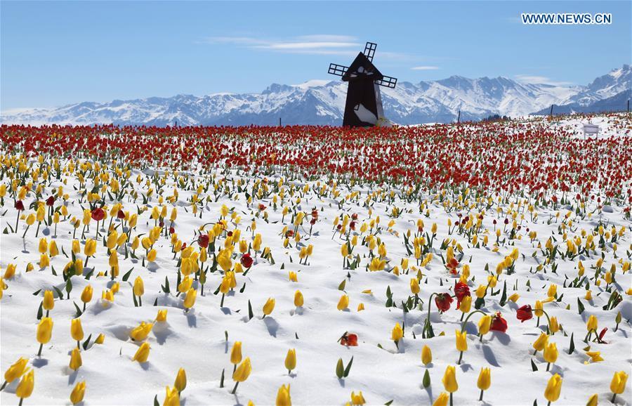 Photo taken on May 25, 2018 shows tulips in snow at the Jiangbulake scenery spot in Qitai County, northwest China\'s Xinjiang Uyghur Autonomous Region, May 25, 2018. A snowfall hit Qitai County on May 24. (Xinhua/Gao Jing)