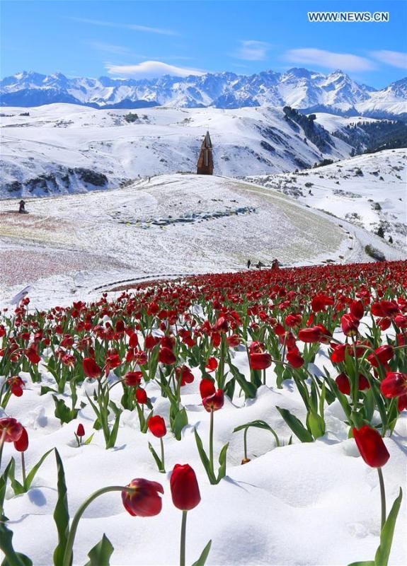 Photo taken on May 25, 2018 shows tulips in snow at the Jiangbulake scenery spot in Qitai County, northwest China\'s Xinjiang Uyghur Autonomous Region, May 25, 2018. A snowfall hit Qitai County on May 24. (Xinhua/Gao Jing)