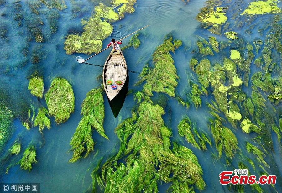 A boat skims over lush green reeds and algae in tranquil Karatoya River in Bogra, Bangladesh, making a stunning \