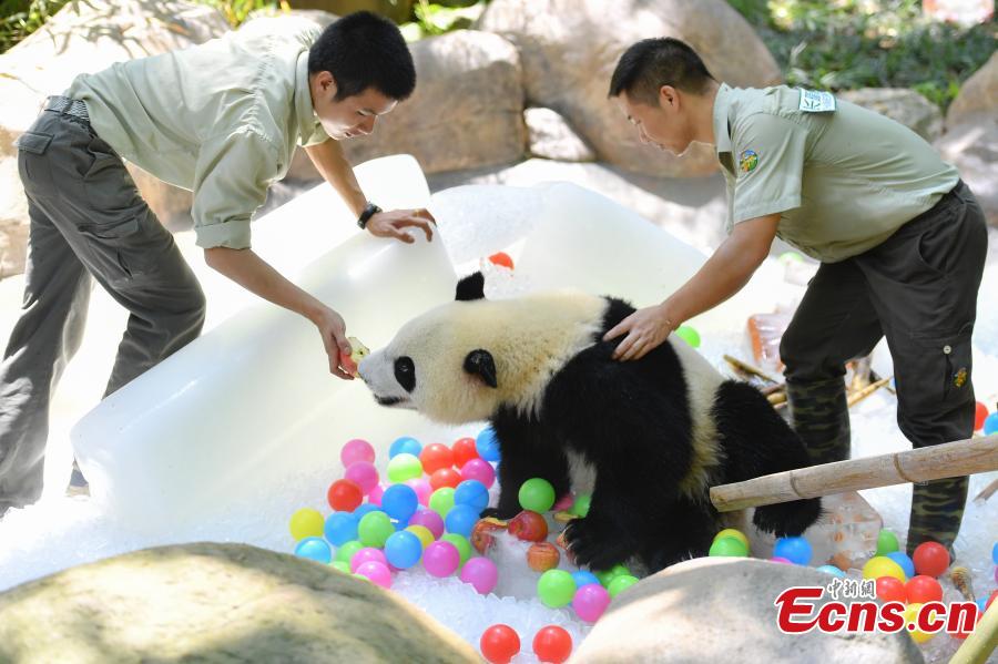 A giant panda enjoys iced fruit at Chimelong Safari Park in Guangzhou City, South China’s Guangdong Province, May 28, 2018. As temperatures rose to 35 degrees centigrade in Guangzhou, keepers in the park started providing frozen food to the pandas. (Photo: China News Service/Chen Jimin)