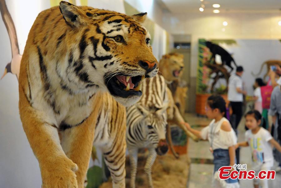 Visitors look at preserved examples during the 4th China Animal Specimens Competition held in Fujian Museum in Fuzhou City, East China’s Fujian Province, May 27, 2018. More than 60 participating organizations including companies and research institutes presented 257 animal specimens in the competition that aims to promote public awareness of biodiversity and ecological protection. (Photo: China News Service/Zhang Bin)