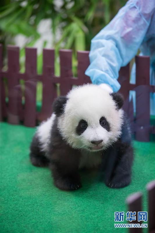 The four-month-old female giant panda cub, born to mother Liang Liang and father Xing Xing, on display to the public for the first time at the National Zoo in Kuala Lumpur, Malaysia, May 26, 2018. (Photo/Xinhua)