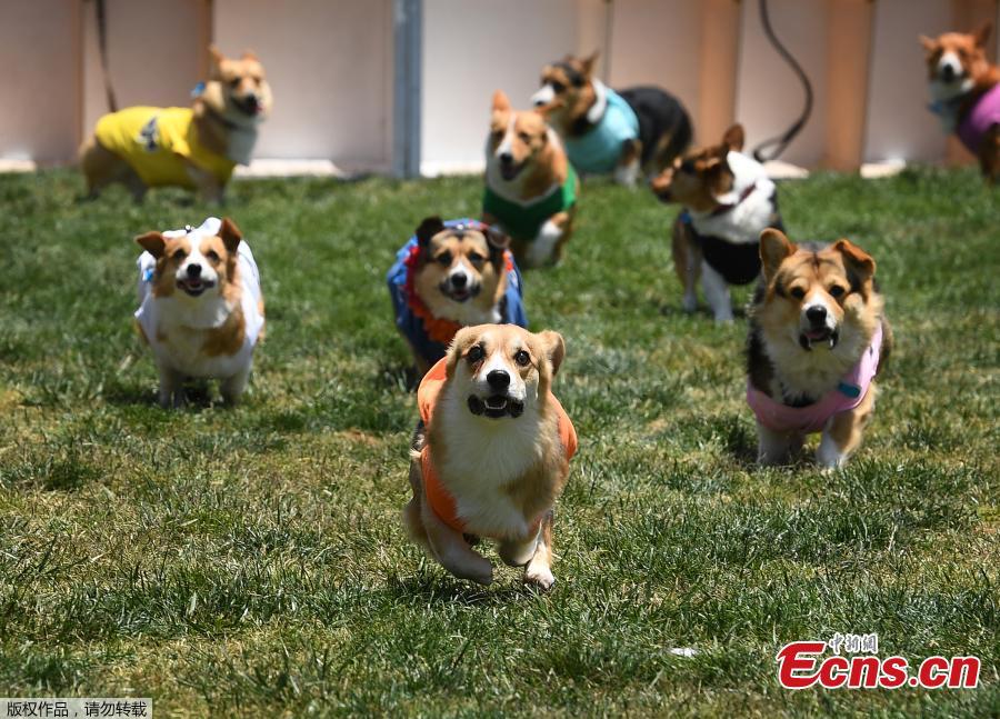 Corgi dogs race during the SoCal \