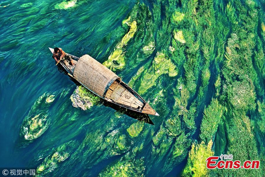 A boat skims over lush green reeds and algae in tranquil Karatoya River in Bogra, Bangladesh, making a stunning \