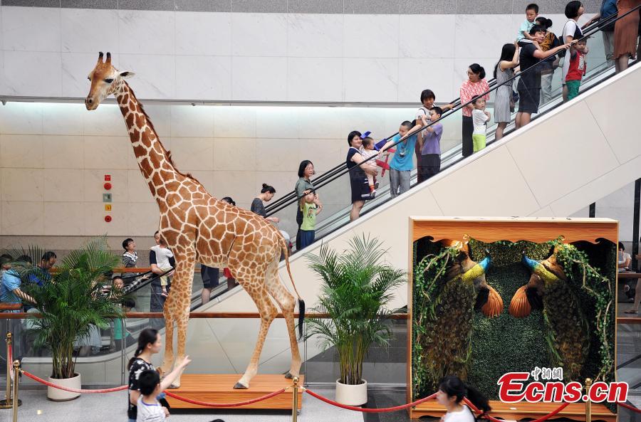 Visitors look at preserved examples during the 4th China Animal Specimens Competition held in Fujian Museum in Fuzhou City, East China’s Fujian Province, May 27, 2018. More than 60 participating organizations including companies and research institutes presented 257 animal specimens in the competition that aims to promote public awareness of biodiversity and ecological protection. (Photo: China News Service/Zhang Bin)