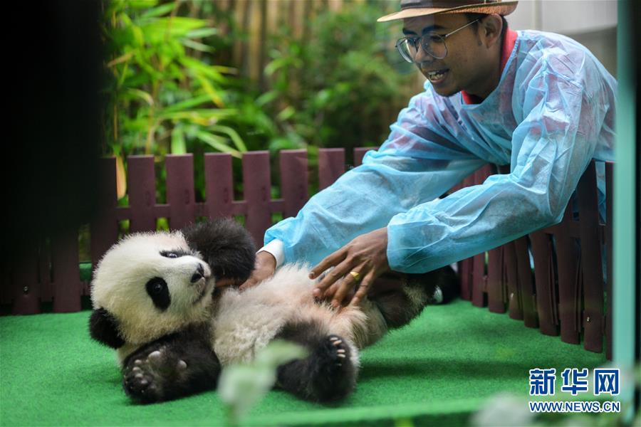 The four-month-old female giant panda cub, born to mother Liang Liang and father Xing Xing, on display to the public for the first time at the National Zoo in Kuala Lumpur, Malaysia, May 26, 2018. (Photo/Xinhua)