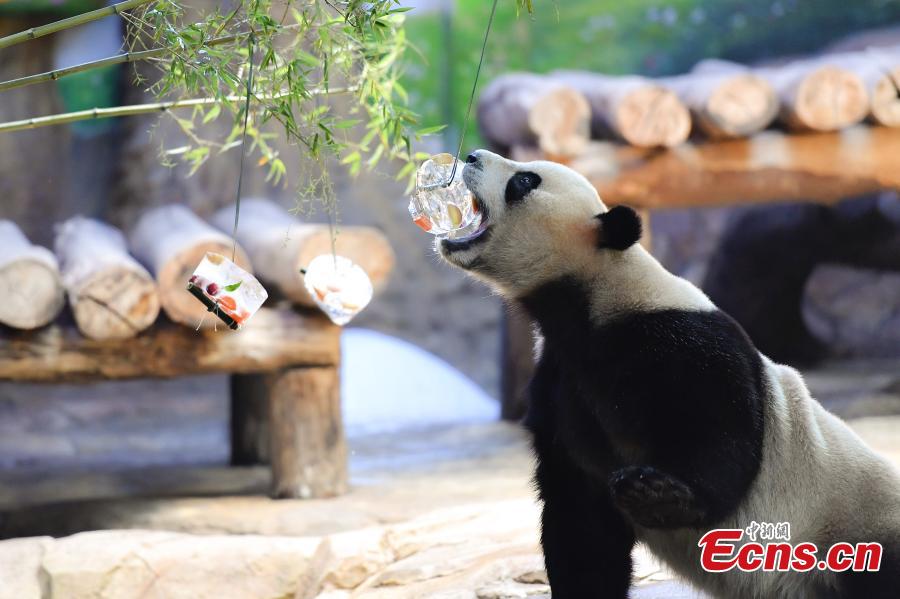 A giant panda enjoys iced fruit at Chimelong Safari Park in Guangzhou City, South China’s Guangdong Province, May 28, 2018. As temperatures rose to 35 degrees centigrade in Guangzhou, keepers in the park started providing frozen food to the pandas. (Photo: China News Service/Chen Jimin)
