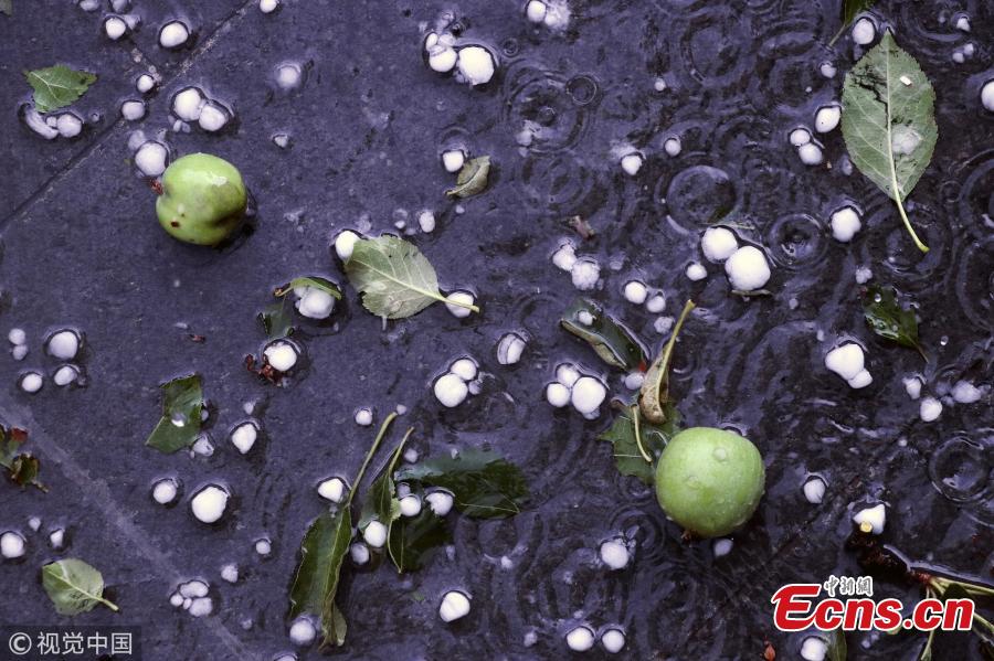 Cherries are seen on the ground due to heavy hail in Ankara, Turkey, May 28, 2018. (Photo/Agencies)