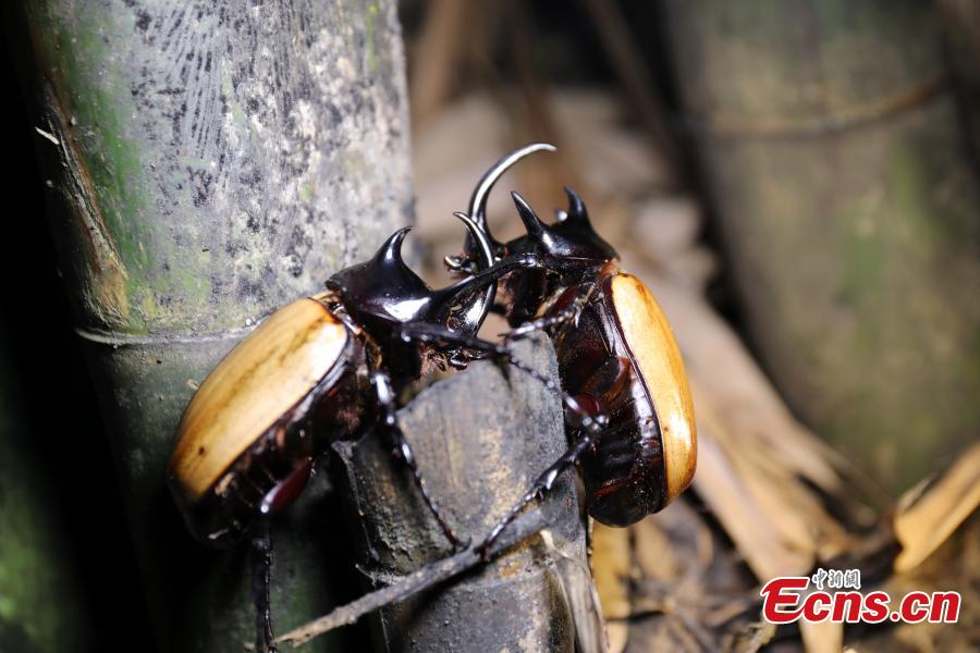 Staff members at the Insect Museum of West China found a five-horned rhinoceros beetle with four large horns on its prothorax and one extra-long cephalic horn on Qingcheng Mountain in Chengdu City, Sichuan Province. The 7-centimeter-long beetle is said to be the first five-horned rhinoceros beetle found in the province. (Photo: China News Service/Zhao Li)