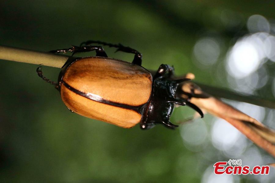 Staff members at the Insect Museum of West China found a five-horned rhinoceros beetle with four large horns on its prothorax and one extra-long cephalic horn on Qingcheng Mountain in Chengdu City, Sichuan Province. The 7-centimeter-long beetle is said to be the first five-horned rhinoceros beetle found in the province. (Photo: China News Service/Zhao Li)