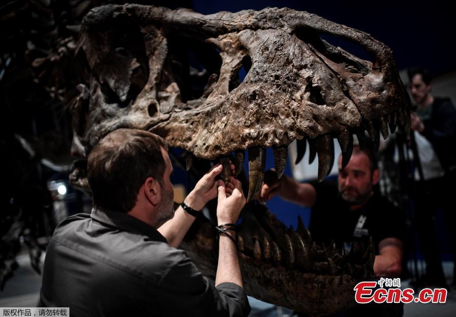 A 67-million-year old female Tyrannosaurus Rex discovered in the United States in 2013 is ready for an exhibition at the National Museum of Natural History in Paris, France. An exhibition titled \