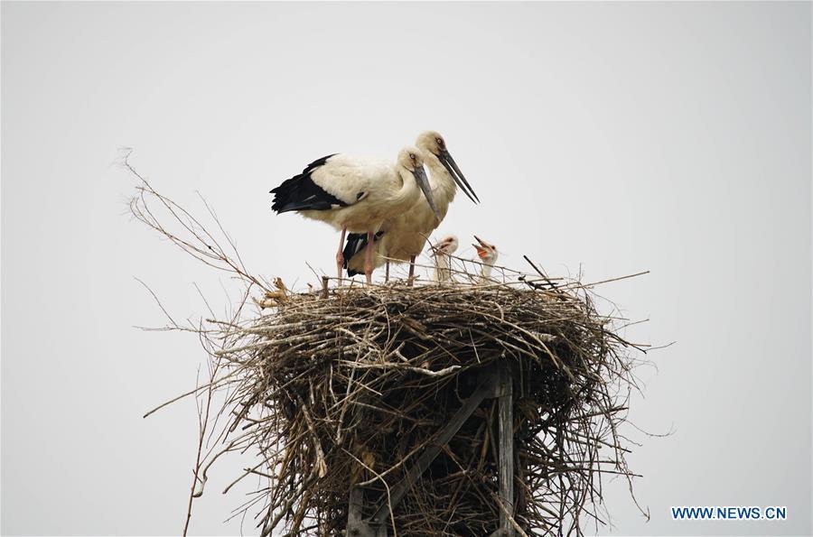 Photo taken on May 28, 2018 shows two oriental white storks and nestlings at a wetland in Tangshan, north China\'s Hebei Province. More than 10 pairs of oriental white storks nested at the wetland to incubate eggs. The oriental white stork is listed as endangered by the International Union for Conservation of Nature. (Xinhua/Yao Shiyao)