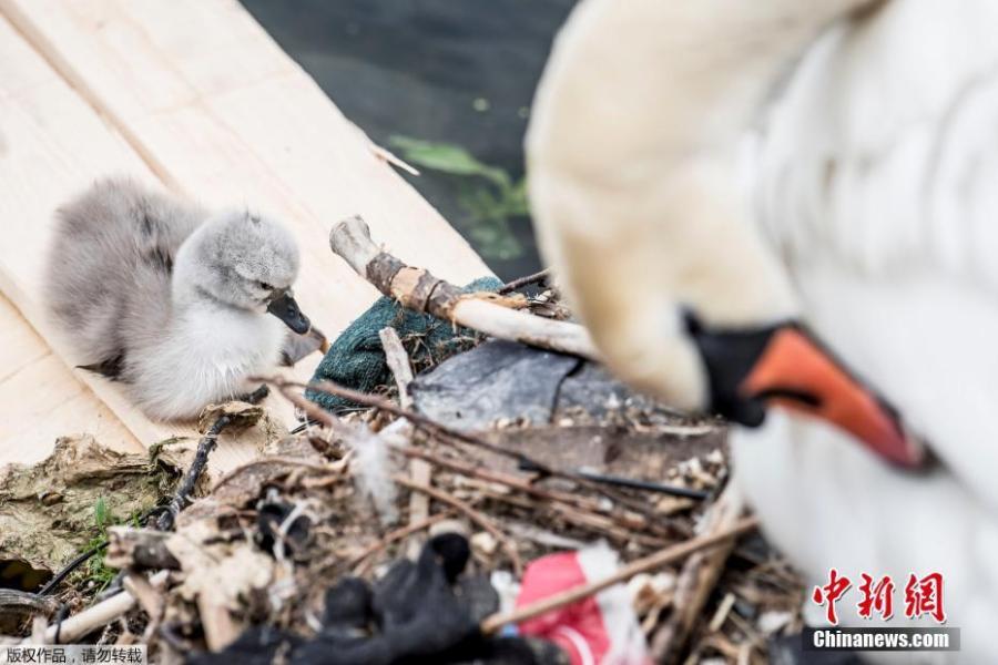 A swan and its cygnets are seen in a nest made partly of rubbish from the lake near Queen Louise\'s Bridge in Copenhagen, Denmark, May 28, 2018.  (Photo/Agencies)