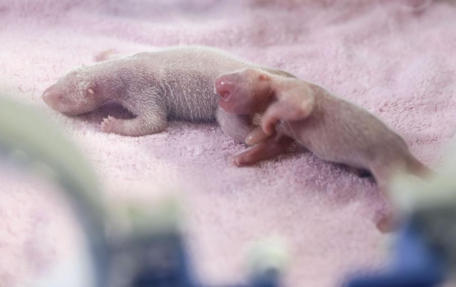Giant panda Meng Meng gave birth to twin female cubs at the Chengdu Research Base of Giant Panda Breeding in Southwest China\'s Sichuan Province on May 23, 2018.  (Photo/Chengdu Research Base of Giant Panda Breeding)