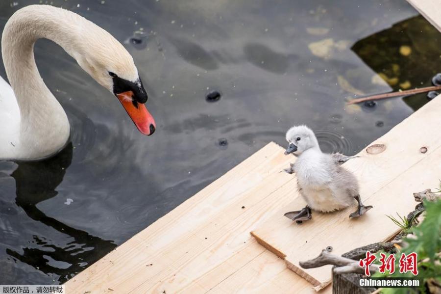 A swan and its cygnets are seen in a nest made partly of rubbish from the lake near Queen Louise\'s Bridge in Copenhagen, Denmark, May 28, 2018.  (Photo/Agencies)