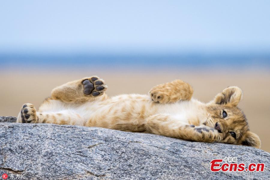 Picture taken by Yaron Schmid shows a cute lion cub lying around in a very relaxed pose on a rock in the Serengeti national park in Tanzania. (Photo/IC)