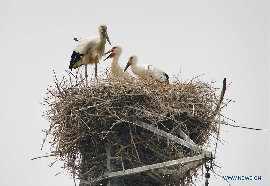 Photo taken on May 28, 2018 shows an oriental white stork and its nestlings at a wetland in Tangshan, north China\'s Hebei Province. More than 10 pairs of oriental white storks nested at the wetland to incubate eggs. The oriental white stork is listed as endangered by the International Union for Conservation of Nature. (Xinhua/Yao Shiyao)
