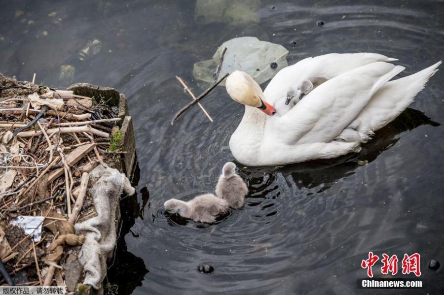 Swans and their cygnets are seen in a nest made partly of rubbish from the lake near Queen Louise\'s Bridge in Copenhagen, Denmark, May 28, 2018.  (Photo/Agencies)