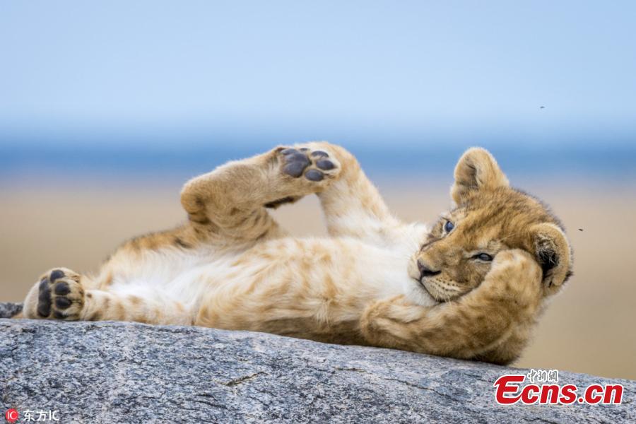 Picture taken by Yaron Schmid shows a cute lion cub lying around in a very relaxed pose on a rock in the Serengeti national park in Tanzania. (Photo/IC)