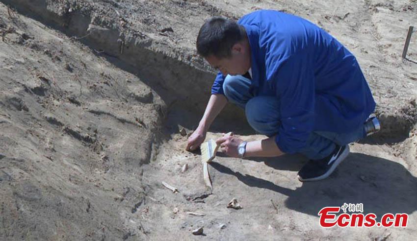 An archeologist works at the Beiting ancient ruins in Jimsar County, Northwest China’s Xinjiang Uygur Autonomous Region. Archeologists from the CASS Institute of Archeology have found city walls built in different periods, a coin from the Tang Dynasty (618-907), horse bones, armor remains and other relics, media reported on May 29. (Photo: China News Service/Ma Dejun)