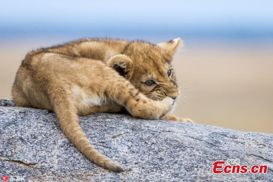 Picture taken by Yaron Schmid shows a cute lion cub lying around in a very relaxed pose on a rock in the Serengeti national park in Tanzania. (Photo/IC)