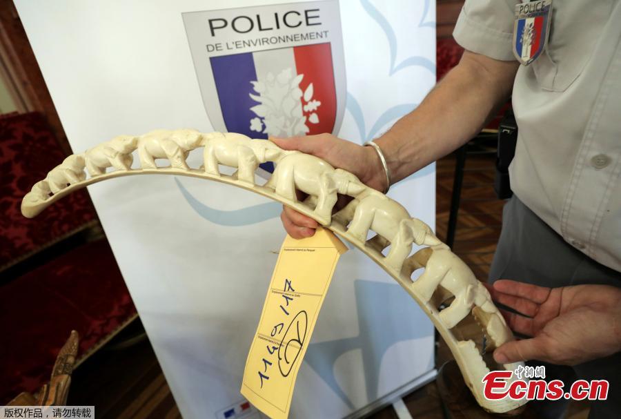 A member of the French environmental police displays a carved ivory piece that was seized with some 500 kilos of ivory in Nice, France, May 30, 2018.   (Photo/Agencies)