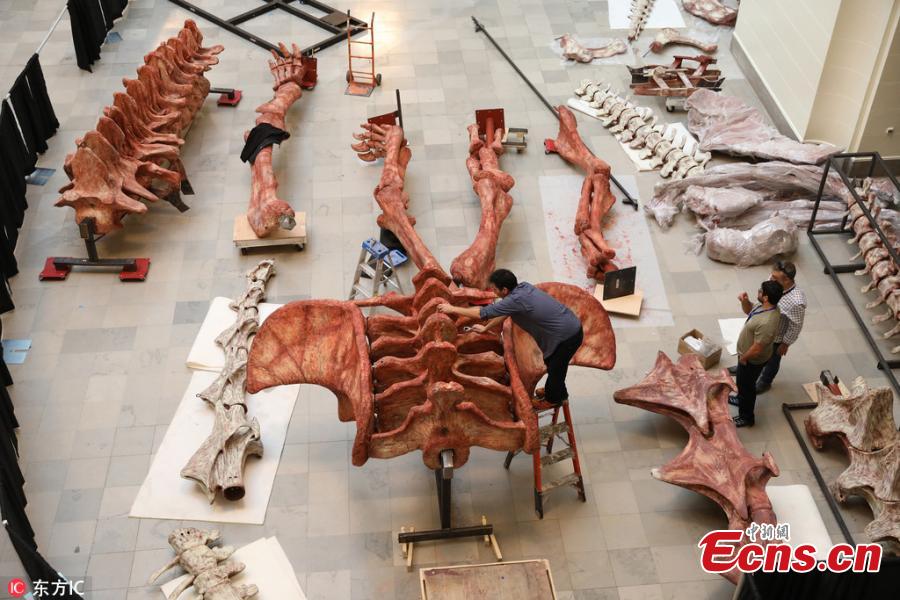 Over the course of four days, scientists assembled a cast of the biggest dinosaur discovered to date. The cast assembled at Chicago\'s Field Museum, named Maximo, is 37 meter across and stands six meter tall at the head. Maximo is a member of the species Patagotitan mayorum, a long-necked, plant-eating dinosaur that lived over 100 million years ago in what is now Patagonia, Argentina. The cast takes up a third of the museum\'s main hall. Maximo is modeled from the fossil bones of seven individual dinosaurs of the same species that were excavated from a quarry.(Photo/IC)