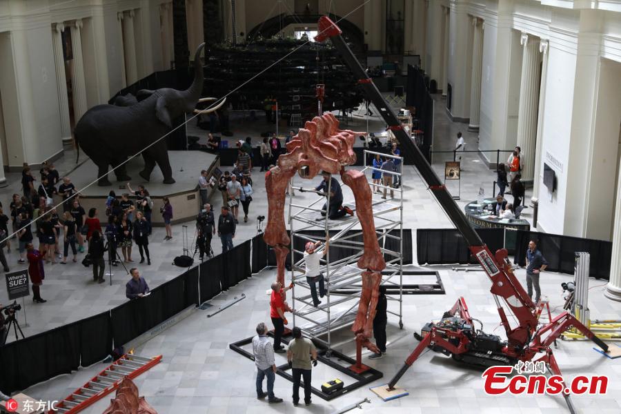 Over the course of four days, scientists assembled a cast of the biggest dinosaur discovered to date. The cast assembled at Chicago\'s Field Museum, named Maximo, is 37 meter across and stands six meter tall at the head. Maximo is a member of the species Patagotitan mayorum, a long-necked, plant-eating dinosaur that lived over 100 million years ago in what is now Patagonia, Argentina. The cast takes up a third of the museum\'s main hall. Maximo is modeled from the fossil bones of seven individual dinosaurs of the same species that were excavated from a quarry.(Photo/IC)