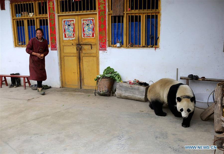 A giant panda is spotted wandering at a farmer\'s house in Jinbo Village, Wenchuan County, southwest China\'s Sichuan Province, May 31, 2018. A giant panda has been caught casually wandering around a village in southwest China\'s Sichuan Province Thursday morning, as locals were repairing a road. Worried about scaring the animal, the villagers immediately stopped working and reported its presence to forestry authority and the local government. The China Conservation and Research Center for Giant Pandas said it was a captive panda that belonged to the center. (Xinhua/Wu Paiyong)