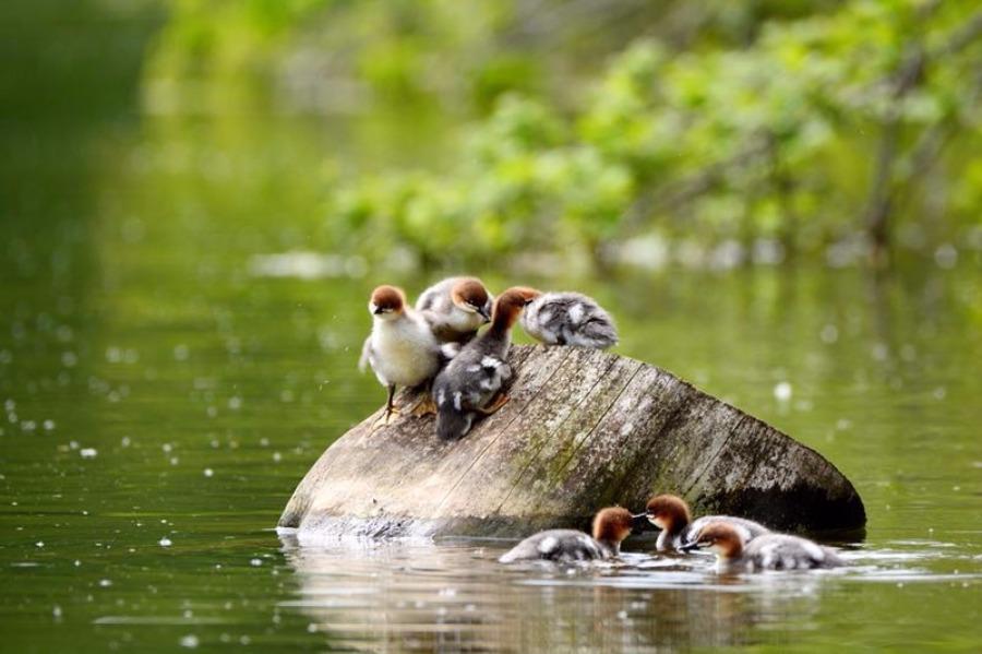 A Chinese merganser with its babies is seen at a water area in NE Jilin\'s Fusong county. Jin Zhigui, a photographer, got the perfect shot after waiting for two weeks. As the ecological environment improves every year, more than 200 Chinese mergansers will fly to Changbai Mountain region in the spring. (Photo by Jin Zhigui/for chinadaily.com.cn)

Chinese mergansers have been listed as a national first-level protected animal but now they are faced with threats from fishing, vegetation destruction, habitat fragmentation, and water pollution. With fewer than 3,000 pairs remaining, they are often referred to as a \